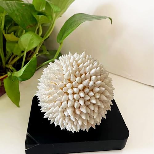 White Sea Shells Balls 4 Inch Nautical Decor