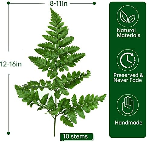 Tavkite Dried Boston Ferns 10 PCS 15 Inch Real Leaves