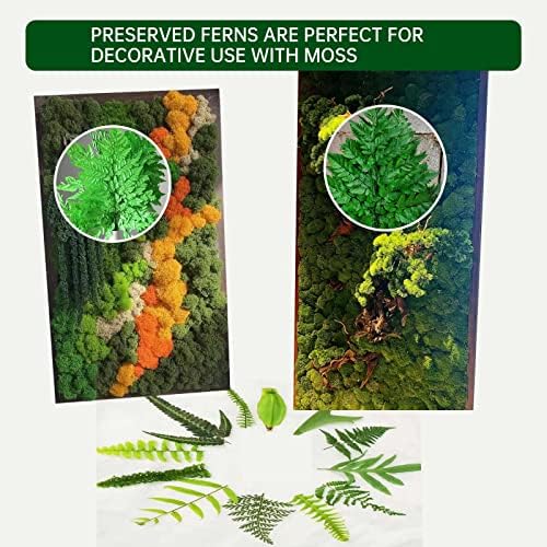 Tavkite Dried Boston Ferns 10 PCS 15 Inch Real Leaves
