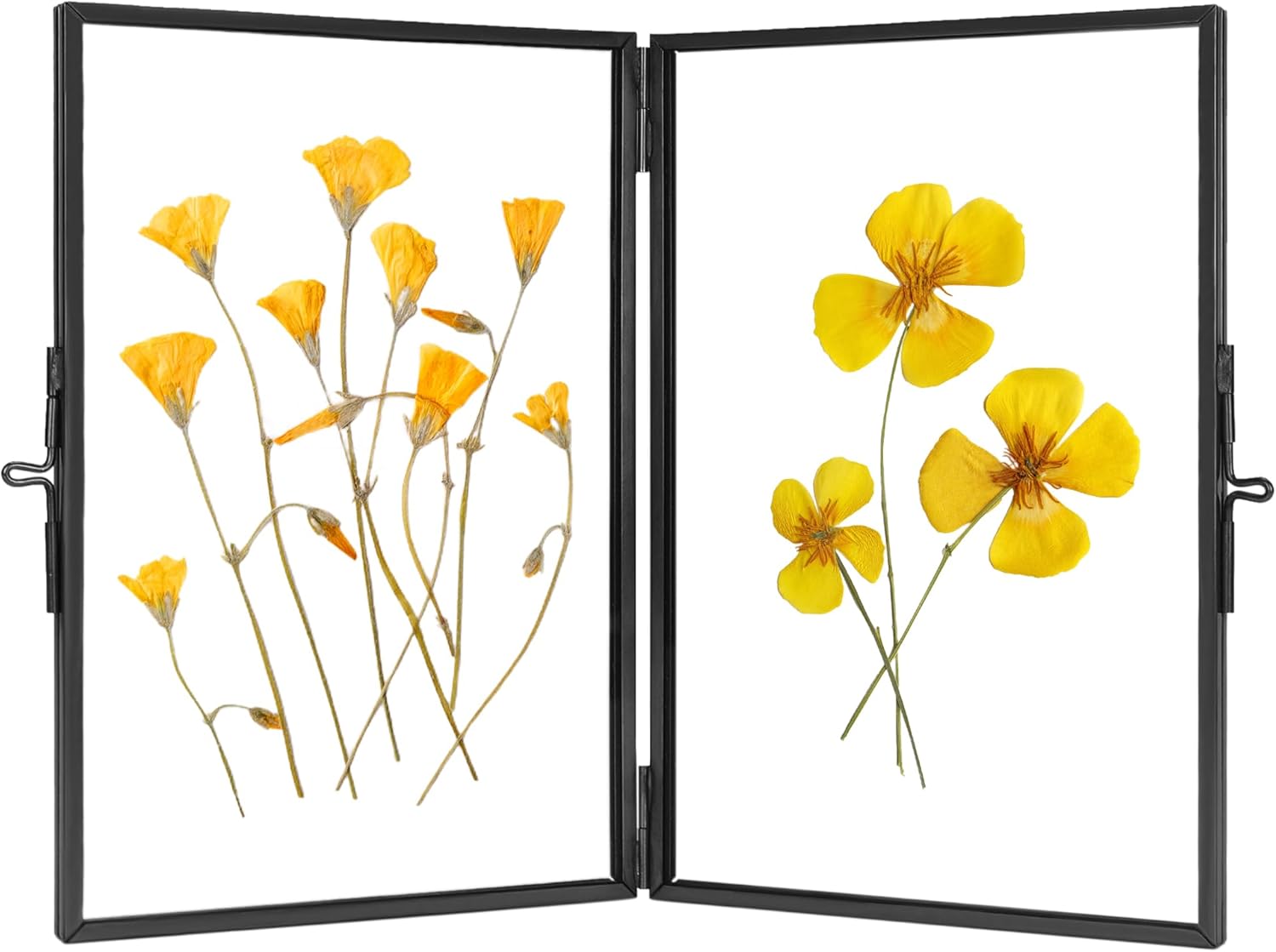 Redhugo Glass Pressed Flower Frame 4x6 Inches Black