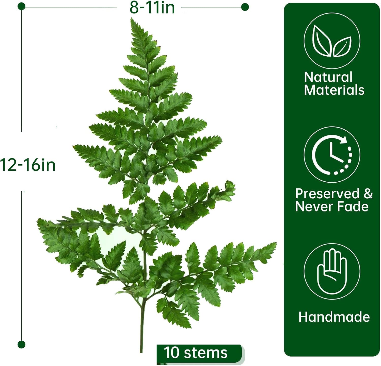 Tavkite Dried Boston Ferns 10 PCS 15 Inch Real Leaves