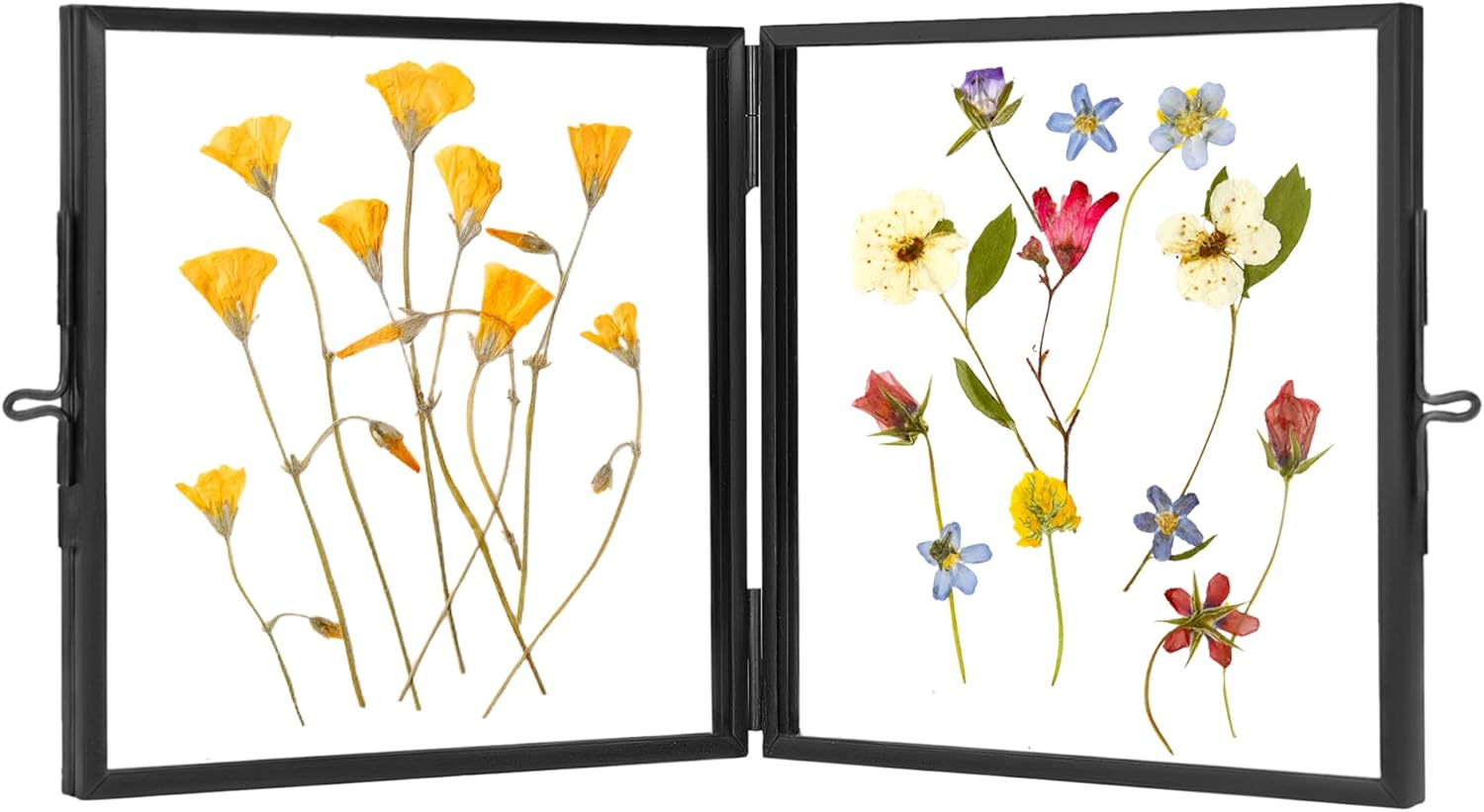 Redhugo Double Glass Pressed Flower Frame 4x4 Inches